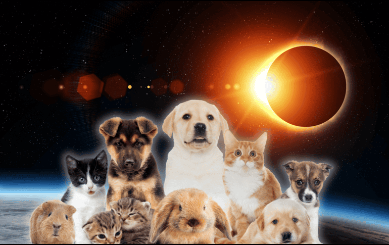 Para quienes tienen mascotas, la recomendación principal es mantener la calma, respetar el comportamiento natural de los animales y disfrutar del espectáculo astronómico de forma segura, sin intentar modificar sus reacciones. CANVA