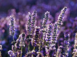 El aroma dulce y floral de la lavanda, que nosotros disfrutamos a diario, resulta asfixiante y abrumador para las moscas que intentan ingresar a la vivienda. Unsplash