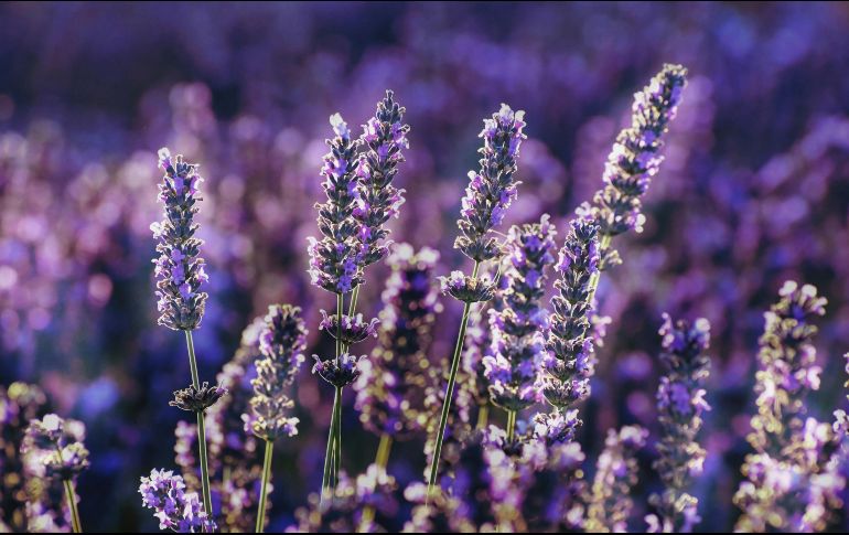 El aroma dulce y floral de la lavanda, que nosotros disfrutamos a diario, resulta asfixiante y abrumador para las moscas que intentan ingresar a la vivienda. Unsplash