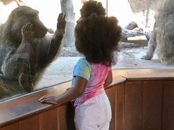 En la imagen, una niña y un babuino oliva interactúan a través del cristal en el zoológico de Seneca Park, donde se encuentra el Portal Primatey se ha hecho en parte esta investigación. CORTESÍA/ Instituto Tecnológico de Rochester