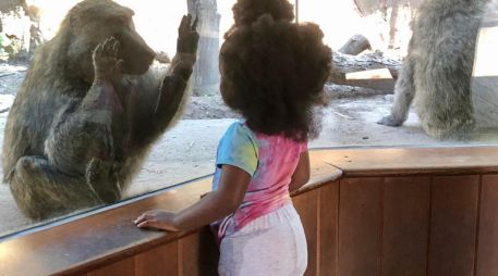 En la imagen, una niña y un babuino oliva interactúan a través del cristal en el zoológico de Seneca Park, donde se encuentra el Portal Primatey se ha hecho en parte esta investigación. CORTESÍA/ Instituto Tecnológico de Rochester