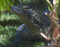 La autoridad ambiental insiste en que la mejor forma de evitar sanciones es no comprar animales silvestres en mercados, redes sociales o vendedores informales. EL INFORMADOR/ARCHIVO