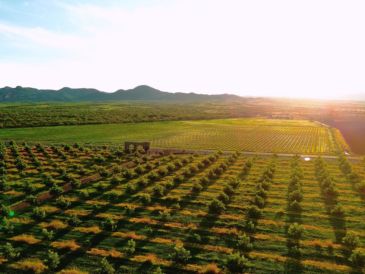 Chihuahua se consolida como el nuevo epicentro vitivinícola de México. ESPECIAL/FIDEICOMISO PARA LA PROMOCIÓN TURÍSTICA DEL ESTADO DE CHIHUAHUA.