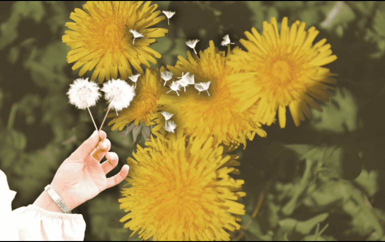 Descubre el significado oculto al soplar un diente de león. ESPECIAL/Canva