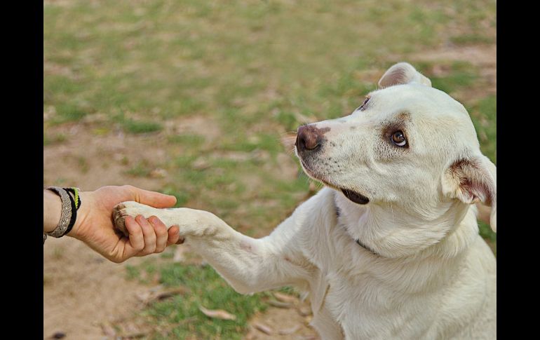 La lateralidad de tu mascota influye en su personalidad, nivel de estrés y capacidad de adiestramiento. ESPECIAL/PEXELS