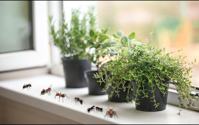 Para mantener a las hormigas alejadas del hogar, elegir las plantas adecuadas y colocarlas en los sitios correctos puede marcar la diferencia. ESPECIAL / CANVA