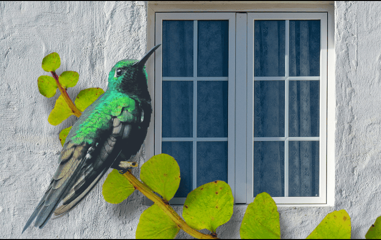 Crear un jardín para colibríes no solo embellece el hogar, sino que contribuye a la conservación de estas aves y de los ecosistemas locales. ESPECIAL/Canva