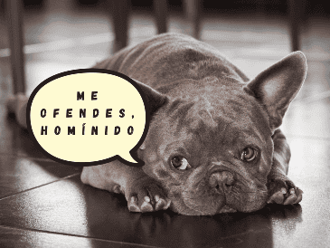 Diversos especialistas en comportamiento animal señalan que la clasificación de Coren evalúa principalmente la obediencia y el trabajo bajo instrucciones humanas. ESPECIAL/Canva