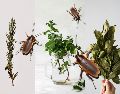 Estas tres plantas te ayudarán a mantener a las cucarachas a raya. ESPECIAL / UNSLASH / Jocelyn Morales / Saymom Leão / Tetiana Bykovets