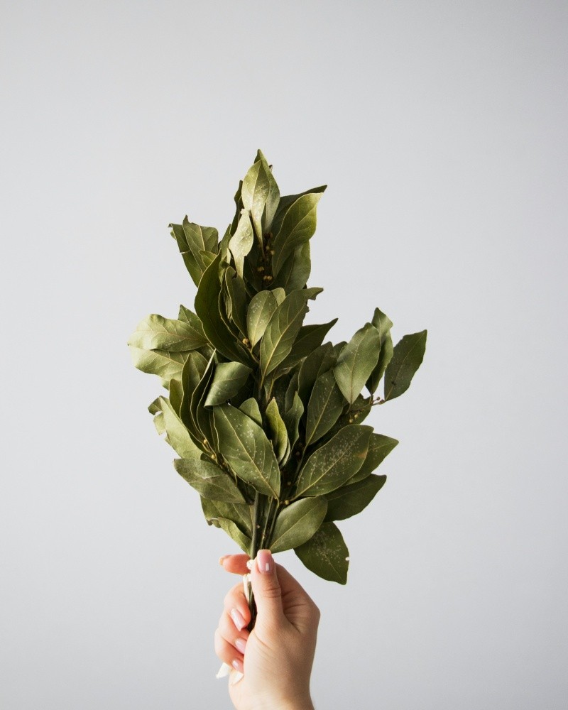 &nbsp;El laurel es el tercer combatiente contra los insectos. ESPECIAL / UNSPLASH / Tetiana Bykovets