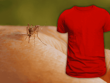 La visión de los mosquitos se activa de manera muy específica tras detectar nuestra presencia y hay colores que les resultan más atractivos. ESPECIAL / CANVA
