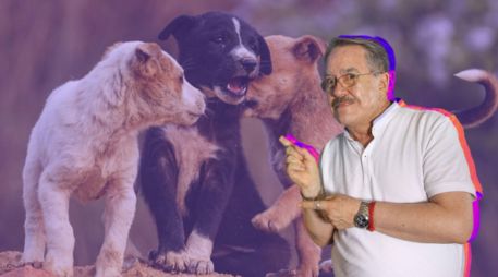 El conductor reconoció que sus declaraciones generaron un impacto negativo y aseguró que ahora busca promover el respeto hacia los animales. CANVA/SUN/ARCHIVO/ESPECIAL