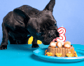 Para garantizar que los mimos no afecten la salud a largo plazo, los expertos en nutrición veterinaria han establecido reglas: los premios deben representar siempre menos del 10% de la ingesta calórica diaria de un perro para evitar la obesidad canina. CANVA