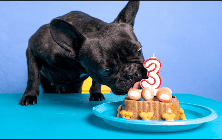 Para garantizar que los mimos no afecten la salud a largo plazo, los expertos en nutrición veterinaria han establecido reglas: los premios deben representar siempre menos del 10% de la ingesta calórica diaria de un perro para evitar la obesidad canina. CANVA