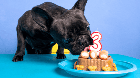 Para garantizar que los mimos no afecten la salud a largo plazo, los expertos en nutrición veterinaria han establecido reglas: los premios deben representar siempre menos del 10% de la ingesta calórica diaria de un perro para evitar la obesidad canina. CANVA