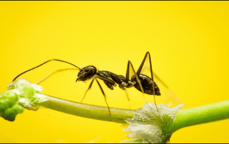 Si bien estas plantas pueden contribuir a reducir la presencia de hormigas de forma natural, los especialistas recomiendan complementar su uso con medidas básicas. CANVA