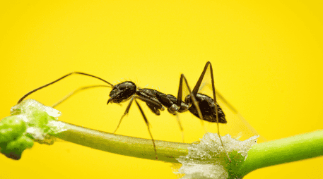 Si bien estas plantas pueden contribuir a reducir la presencia de hormigas de forma natural, los especialistas recomiendan complementar su uso con medidas básicas. CANVA
