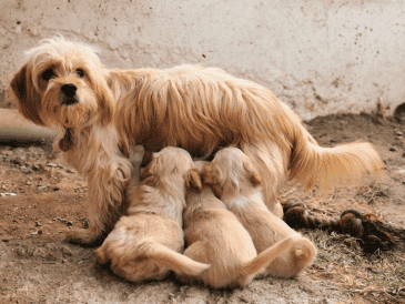 El hallazgo pone sobre la mesa una nueva línea de investigación sobre el envejecimiento canino y la manera en que ciertos procesos biológicos pueden influir en la salud del cerebro a largo plazo. CANVA