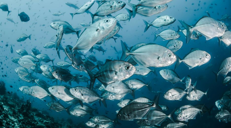 El estudio señala que los contaminantes o los cambios hormonales podrían debilitar el sistema inmunitario, haciendo que los bagres marrones sean más vulnerables a la infección. Unsplash