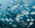 El estudio señala que los contaminantes o los cambios hormonales podrían debilitar el sistema inmunitario, haciendo que los bagres marrones sean más vulnerables a la infección. Unsplash