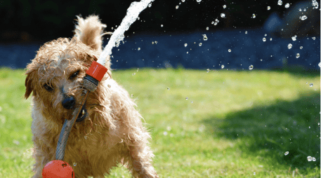 Descubre tres opciones de plantas repelentes que te ayudarán a ahuyentar a perros y gatos de tu jardín de manera natural. ESPECIAL/Canva