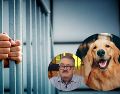 La propuesta contempla multas económicas y penas de cárcel para quienes induzcan a otras personas a cometer actos de crueldad animal. PEXELS/ESPECIAL