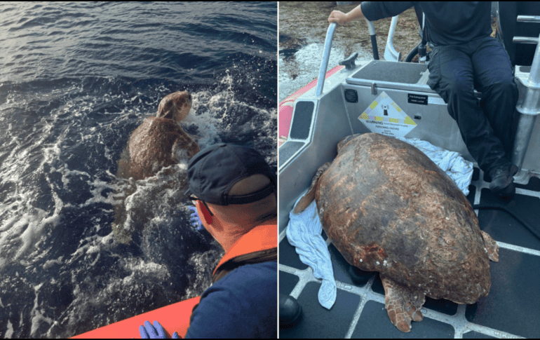 Esta hembra bautizado como 'Timmy' se recupera en una piscina poco profunda de este centro tras recibir sueros y vitaminas. EFE /  USCG Southeast