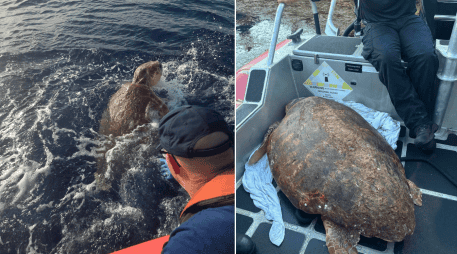 Esta hembra bautizado como 'Timmy' se recupera en una piscina poco profunda de este centro tras recibir sueros y vitaminas. EFE /  USCG Southeast
