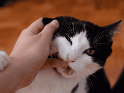 Cada gato tiene una personalidad distinta y un nivel diferente de tolerancia al contacto físico. CANVA