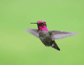 El estado de Jalisco suma un total de 25 especies de colibríes identificadas en su territorio. ESPECIAL/Canva