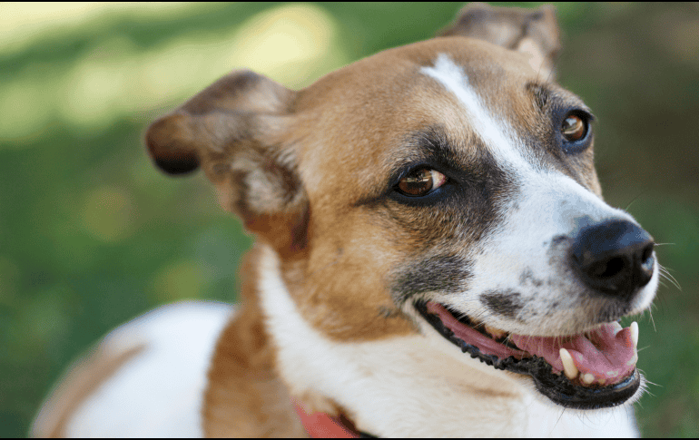 El vínculo entre un perro y su dueño no depende únicamente de la raza. La confianza, la convivencia y los cuidados diarios son los elementos que realmente fortalecen esa relación y permiten construir un lazo duradero. CANVA