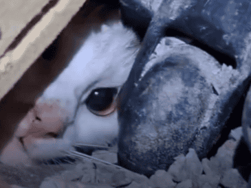 A través de redes sociales se viralizó un video del momento del rescate, donde se puede ver solo la carita de “Luli”, pues el resto de su cuerpo está atrapado entre los escombros. ESPECIAL
