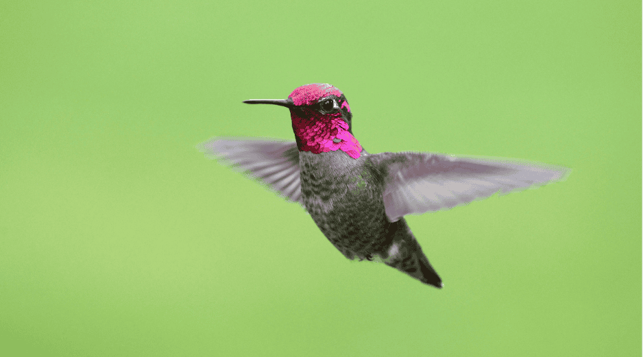 El estado de Jalisco suma un total de 25 especies de colibríes identificadas en su territorio. ESPECIAL/Canva