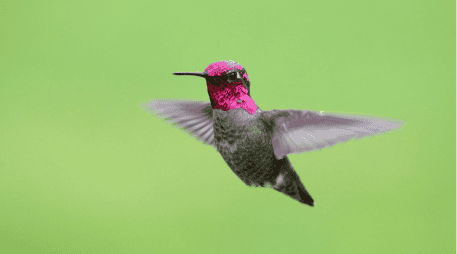 El estado de Jalisco suma un total de 25 especies de colibríes identificadas en su territorio. ESPECIAL/Canva