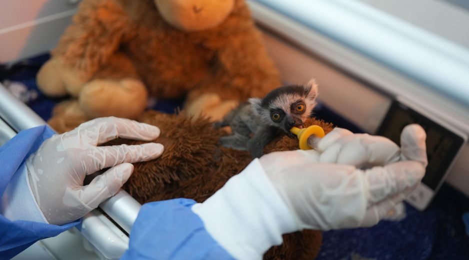 La cría de lémur recibe una leche de fórmula elaborada especialmente para la especie cada dos horas; además, durante la alimentación permanece aferrado a un peluche que simula el cuerpo de su madre. EFE / G. Guzmán