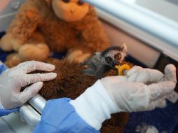 La cría de lémur recibe una leche de fórmula elaborada especialmente para la especie cada dos horas; además, durante la alimentación permanece aferrado a un peluche que simula el cuerpo de su madre. EFE / G. Guzmán