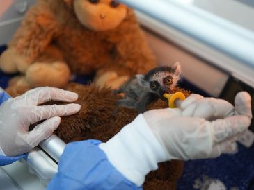 La cría de lémur recibe una leche de fórmula elaborada especialmente para la especie cada dos horas; además, durante la alimentación permanece aferrado a un peluche que simula el cuerpo de su madre. EFE / G. Guzmán
