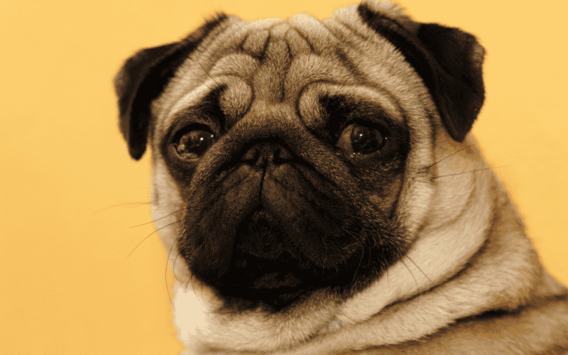&nbsp;CANVA