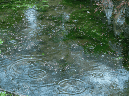 Aprende cómo limpiar el jardín en temporada de lluvias e inundaciones. Descubre técnicas de mantenimiento para retirar el lodo y proteger tus plantas. ESPECIAL/Canva