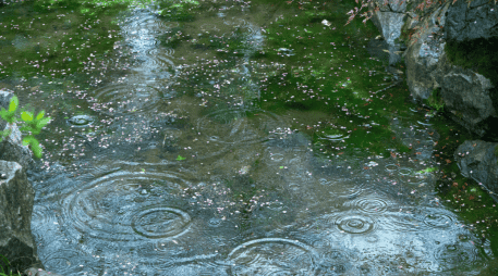 Aprende cómo limpiar el jardín en temporada de lluvias e inundaciones. Descubre técnicas de mantenimiento para retirar el lodo y proteger tus plantas. ESPECIAL/Canva