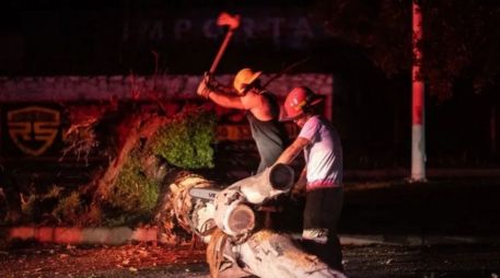Guadalajara registra 617 árboles caídos durante la temporada de lluvias; autoridades llaman a reportar ejemplares en riesgo. ESPECIAL.