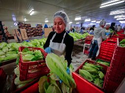 El Servicio Nacional de Sanidad, Inocuidad y Calidad Agroalimentaria (Senasica) ha tenido reducciones en su presupuesto que, considera, son alarmantes. SUN/ARCHIVO