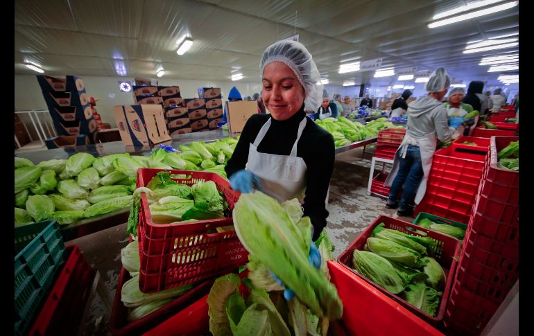 El Servicio Nacional de Sanidad, Inocuidad y Calidad Agroalimentaria (Senasica) ha tenido reducciones en su presupuesto que, considera, son alarmantes. SUN/ARCHIVO