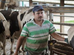 Repunta gusano barrenador en Jalisco