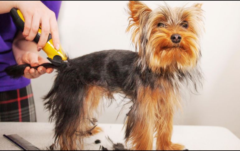 El pelo de los perros es un mecanismo que, al igual que el cabello en los humanos, protege a la piel. ESPECIAL / CANVA