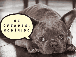 Diversos especialistas en comportamiento animal señalan que la clasificación de Coren evalúa principalmente la obediencia y el trabajo bajo instrucciones humanas. ESPECIAL/Canva