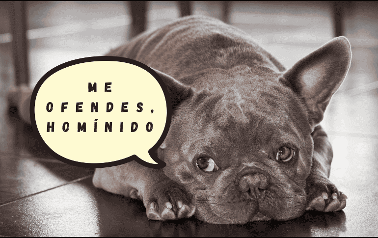 Diversos especialistas en comportamiento animal señalan que la clasificación de Coren evalúa principalmente la obediencia y el trabajo bajo instrucciones humanas. ESPECIAL/Canva