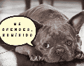 Diversos especialistas en comportamiento animal señalan que la clasificación de Coren evalúa principalmente la obediencia y el trabajo bajo instrucciones humanas. ESPECIAL/Canva