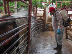 Estados Unidos reanudará la importación de ganado mexicano. EFE / ARCHIVO