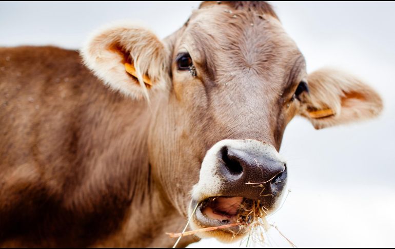 Las autoridades estadounidenses indicaron que las importaciones del ganado mexicano estarán sujetas al cumplimiento del plan de acción conjunta, y los animales serán sometidos a una inspección en Estados Unidos para evitar el paso de larvas. ESPECIAL / CANVA